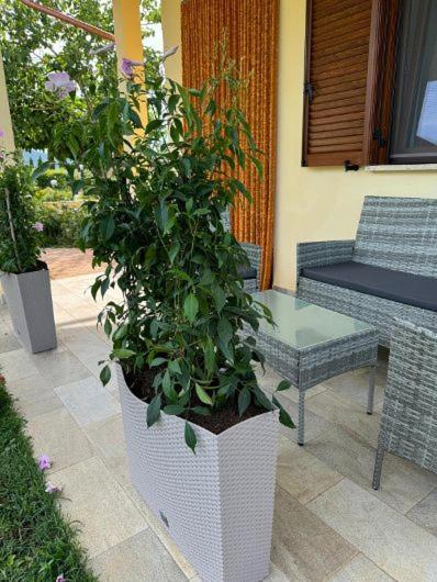 Agriturismo Il Portico 卡帕尔比奥 外观 照片